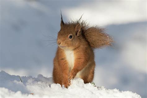 Red Squirrel In The Snow Photograph by Karen Van Der Zijden