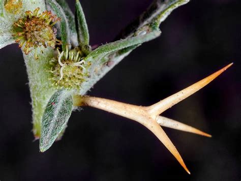 Spiny cocklebur identification and control - King County, Washington