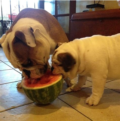 eating watermelon | Animals friends, Eating watermelon, Animals