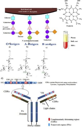 Chemical structure of various blood antigens and antibody. a) O antigen ...