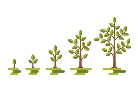 Green tree growth vector diagram By Microvector | TheHungryJPEG