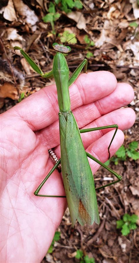 A praying mantis has two eyes, but only one ear, located on the ...