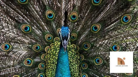 292+ Best Unique Exciting Names For Peacocks