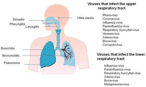 Pathogenesis of Viral Respiratory Infection | IntechOpen