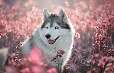 Details more than 62 cute husky wallpaper - in.cdgdbentre