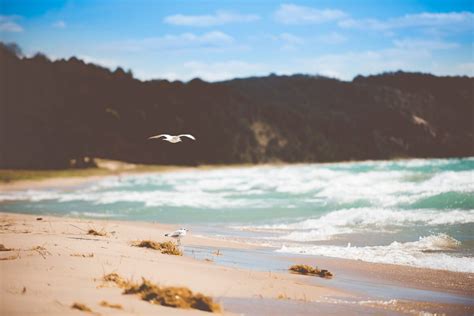 Benefits of seaweed - The Sun Of a Beach Diary