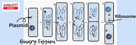Binary Fission- Definition, Examples, Types, Steps