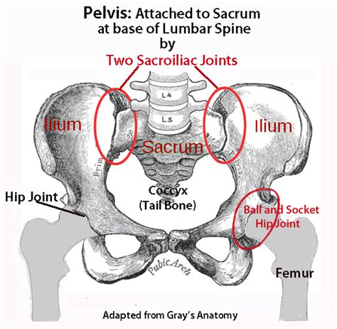 The Rectus Femoris and Lower Back Pain