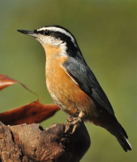 Red-breasted Nuthatches Visit Iowa - Iowa Wildlife Federation