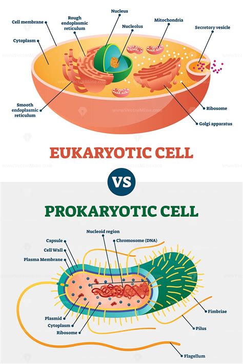 Eukaryotes Vs Prokaryotes Venn Diagram