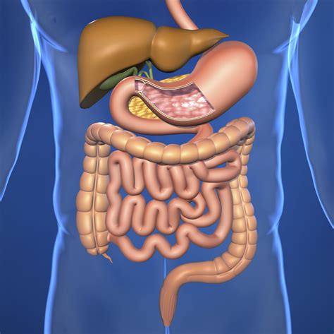 Human digestive system | TheSchoolRun