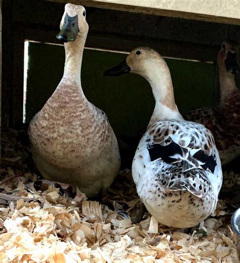 What's the best bedding for your duck coop or run? - Tyrant Farms