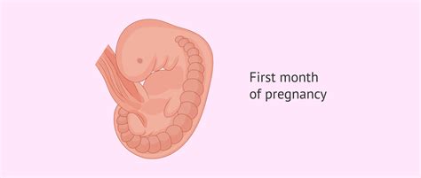 1 month pregnant: what is the size of the baby?