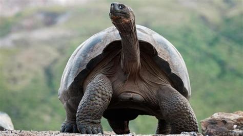 Adwaita Tortoise Carbon Dating – Telegraph