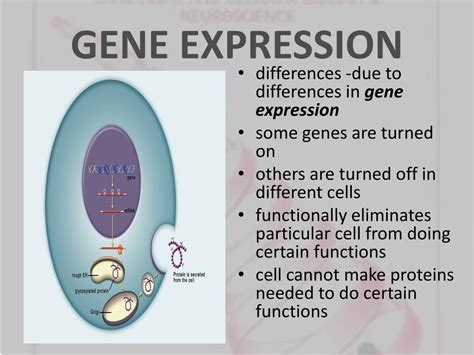 PPT - REGULATION of GENE EXPRESSION PowerPoint Presentation - ID:548011