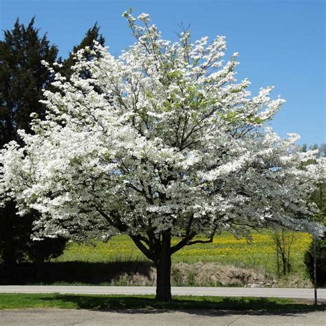 Dogwood - Definition of Dogwood