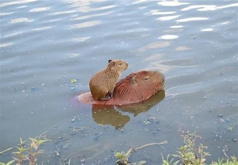 Hi : r/capybara