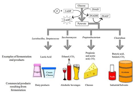 22: Fermentation - Biology LibreTexts