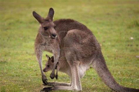 Baby Kangaroo Wallpaper - WallpaperSafari