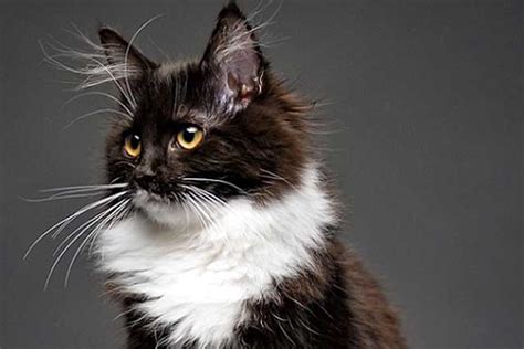 The 10 Cutest ＂Black & White＂ Cat Breeds