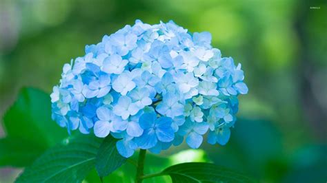 Blue Hydrangea Wallpaper - WallpaperSafari