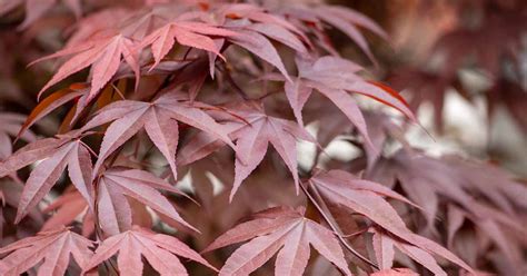 21 of the Best Japanese Maple Varieties | Gardener’s Path - ReportWire