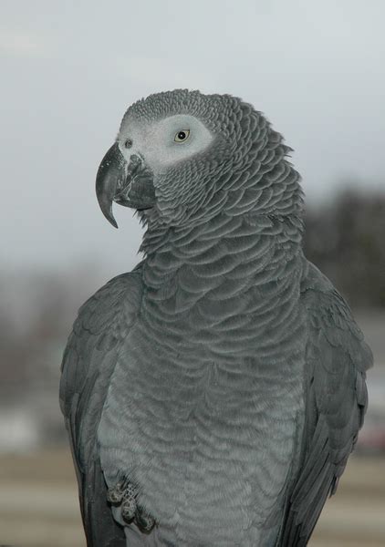 ADW: greyparrot.jpg