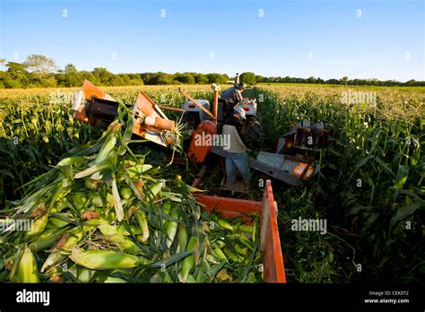 Agriculture - Harvesting sweet corn in mid Summer at a local family ...