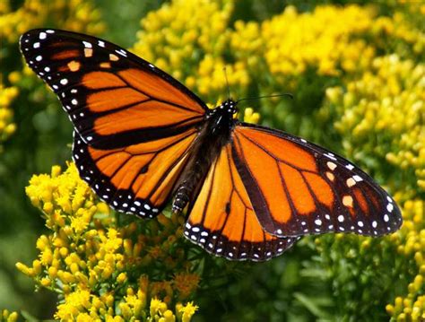 Monarch ~ Butterfly of The Earth