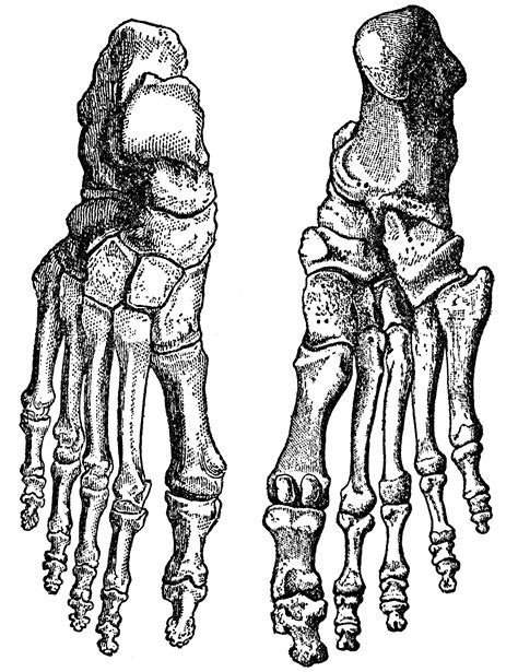 Anatomy Of Foot Bones And Tendons : Boned: Human Skeleton | Bodwasuod