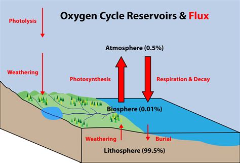 [DIAGRAM] Dissolved Oxygen Diagram - MYDIAGRAM.ONLINE