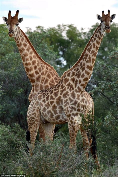 Mesmerising picture of a 'two-headed' giraffe baffles the internet ...