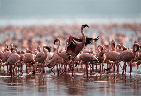 Lake natron birds - qustava