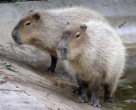 Capybara Facts & Habitat | What is a Capybara? | Study.com