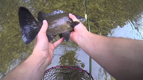 Freshwater Flyfishing Northern Queensland - Sooty Grunter, Jungle Perch ...