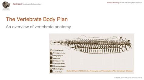 The Vertebrate Body Plan an Overview of Vertebrate Anatomy - DocsLib