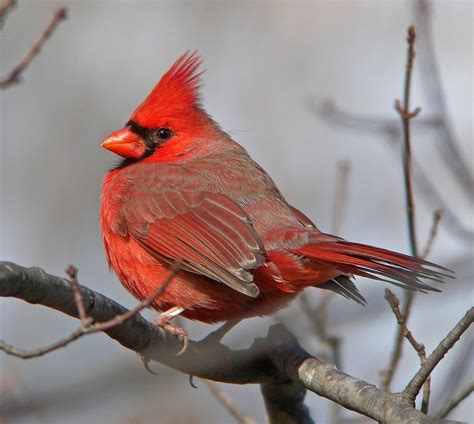 Northern Cardinal | Celebrate Urban Birds