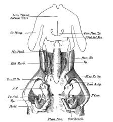 Category:Echidna - Embryology