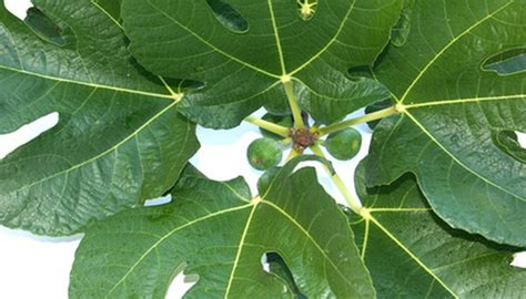 fig tree identification by leaf