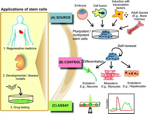 Advancing stem cell research with microtechnologies: opportunities and ...