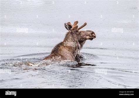 Male Moose swimming in lake along the Alaska Highway in Alaska Stock ...