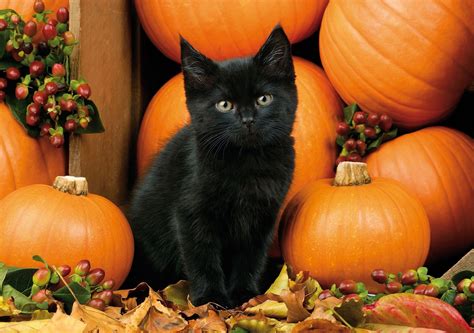 Cute Black Cat Halloween Wallpapers - Top Free Cute Black Cat Halloween ...