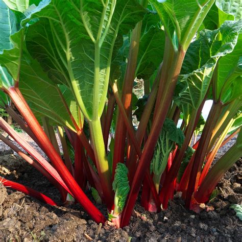 Companion Plants For Rhubarb | The Rex Garden