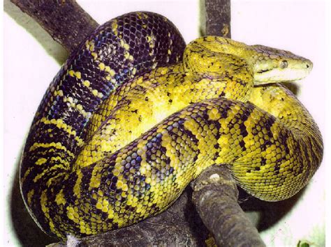 Jamaican Boa Facts and Pictures | Reptile Fact