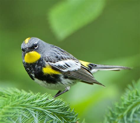 Yellow-rumped Warbler - The Winter Warbler | BirdNote