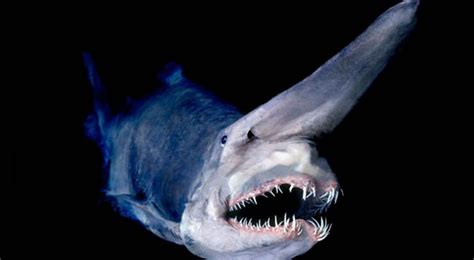 20 Facts to Get Acquainted with Goblin Sharks - Animal Hype