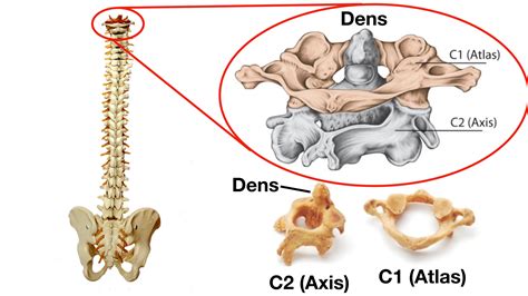 Vertebral Column Anatomy: Cervical, Thoracic, Lumbar, Sacral Spine — EZmed