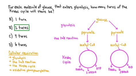 Krebs Citric Acid Cycle With Atp