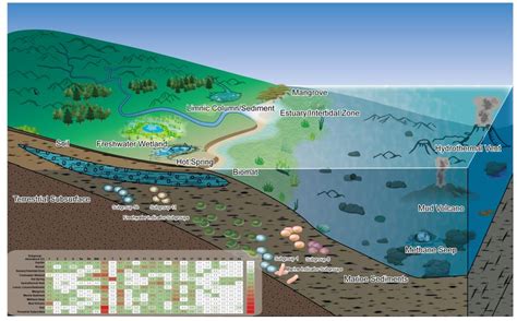 miscellaneous Crenarchaeota group | Semantic Scholar