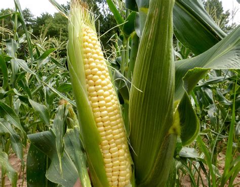 How to grow Sweet Corn in the container | sweet corn growing in the ...